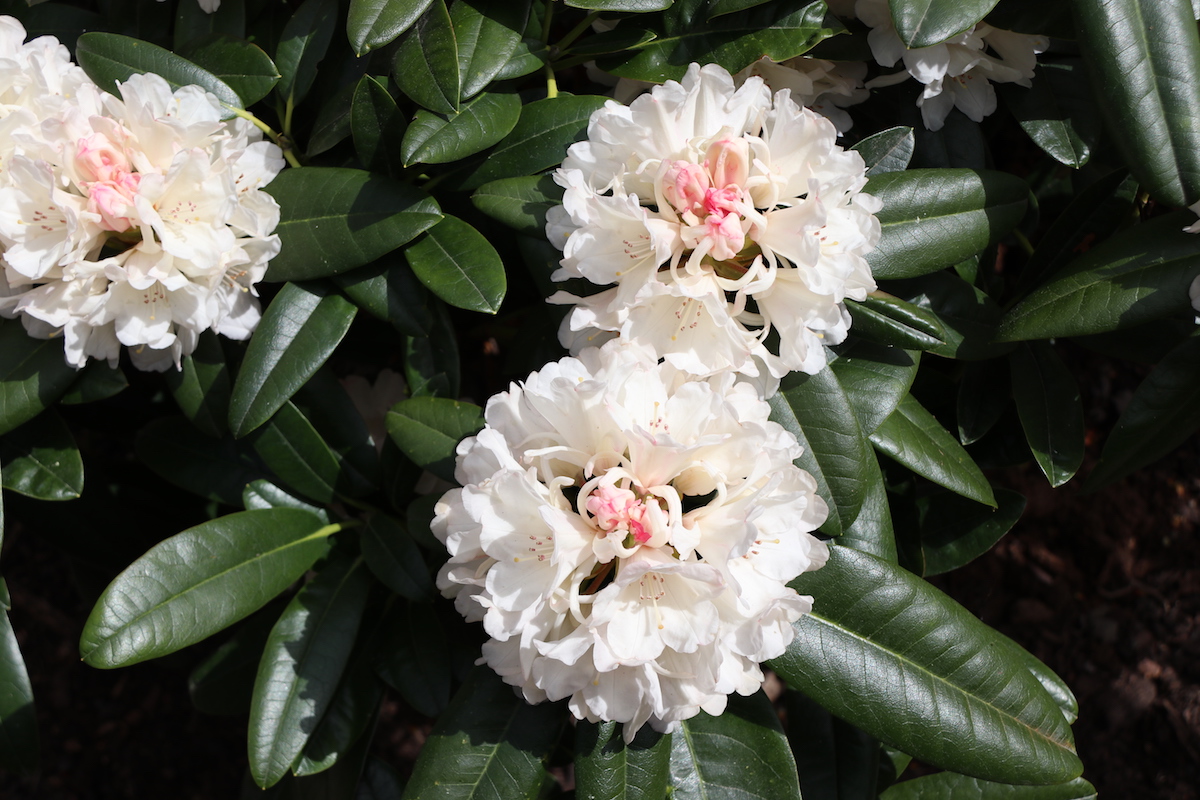 Percy Wiseman x Great Dane